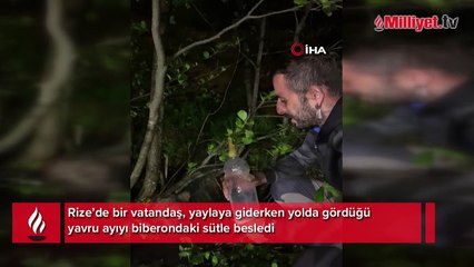 Yolda iki kez görünce araçtan indi! Yavru ayıyı elleriyle besledi