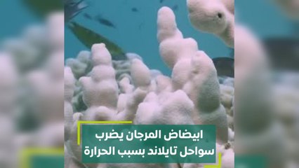 ابيضاض المرجان يضرب سواحل تايلاند بسبب الحرارة