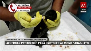 Organismos y autoridades acuerdan crear un protocolo para proteger al mono saraguato