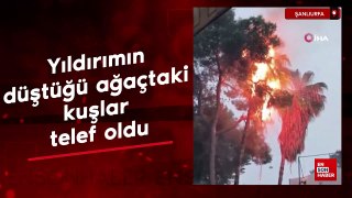 Şanlıurfa'da yıldırımın düştüğü ağaçtaki kuşlar telef oldu