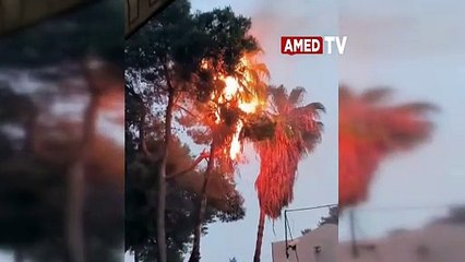 Şanlıurfa’da kuşlar yıldırım düşmesi sonucu telef oldular