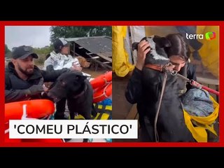 Voluntária mostra resgate de animais no RS e relata sofrimento: 'Comeu plástico'