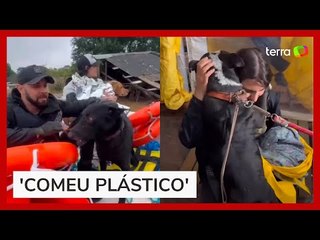 下载视频: Voluntária mostra resgate de animais no RS e relata sofrimento: 'Comeu plástico'