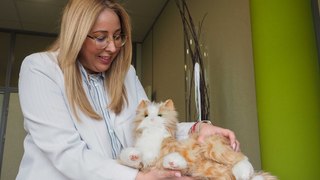 Usan por primera vez gatos robots en Canarias para tratar la demencia