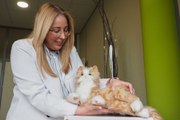 Usan por primera vez gatos robots en Canarias para tratar la demencia