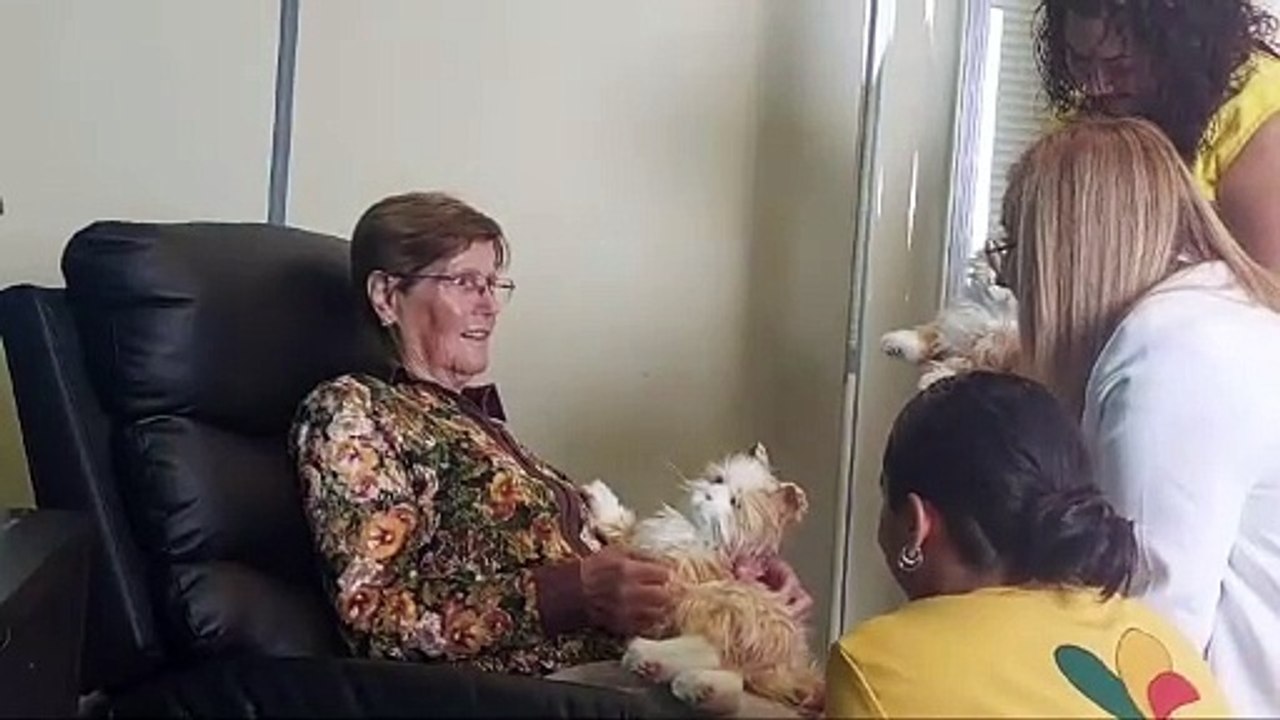 Roboterapia en Canarias: gatos robots para tratar la demencia y el alzhéimer