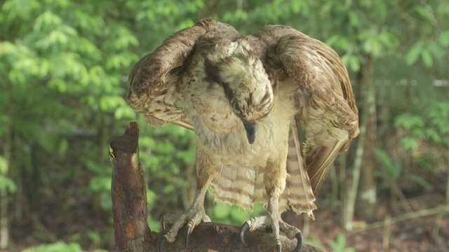 Actividad promueve la observación de aves y la biodiversidad