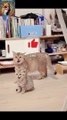 Copy & Paste| Funny Cat 2024| #funnyshorts #cat #shortvideo #funny #shorts