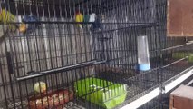 Good news for Love bird|Love birds breeding setup