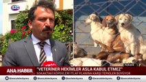 Devlet Bahçeli'nin Sokak Hayvanları Açıklaması Sosyal Medyayı Salladı!