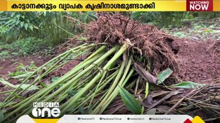 പൂപ്പാറയില്‍ കാട്ടാന കൂട്ടമിറങ്ങി, വ്യാപക കൃഷി നാശം; കര്‍ഷകര്‍ക്ക് വെല്ലുവിളി