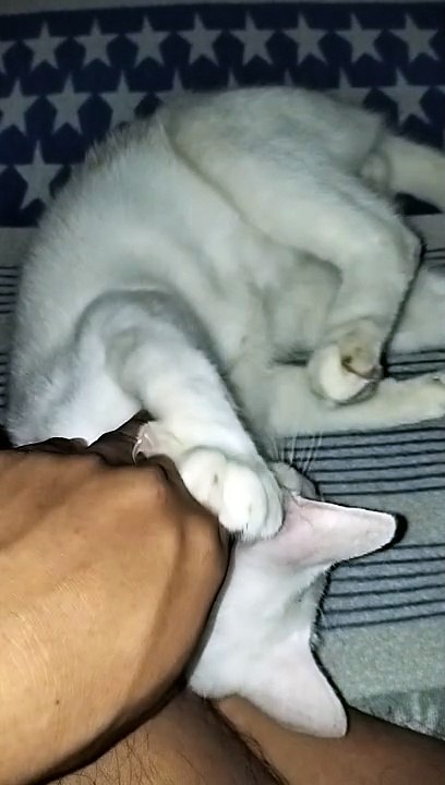 my cat