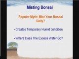 Bonsai Care Myths Exposed