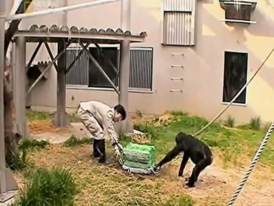 Maymunlar insanlarla işbirliği içersinde