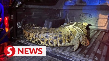 180kg crocodile captured in city drain