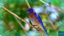 The Most Colorful Birds in the World | Breathtaking Nature & Wonderful Birds Songs | Stress Relief