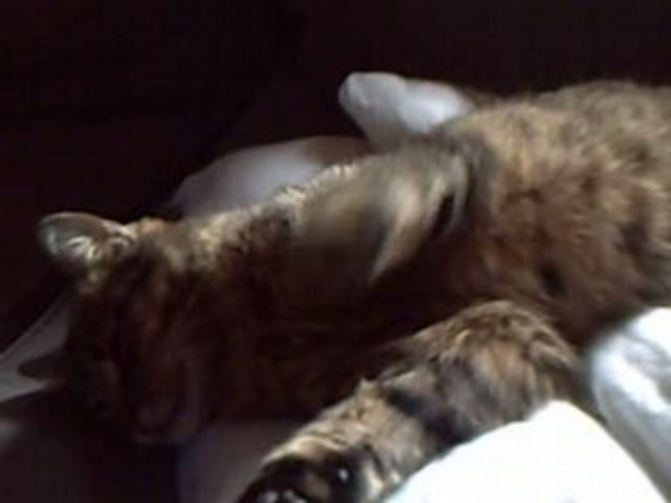 Chaton danse