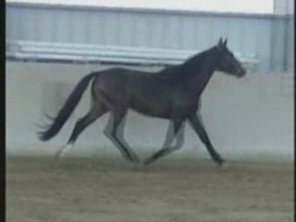 SF 3 ANS BAI BRUN A VENDRE