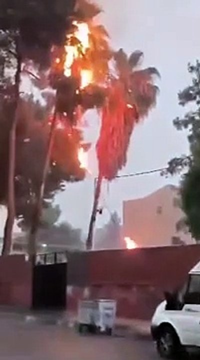 Urfa'da yıldırım düşen ağaç küle döndü! Çok sayıda kuş telef oldu
