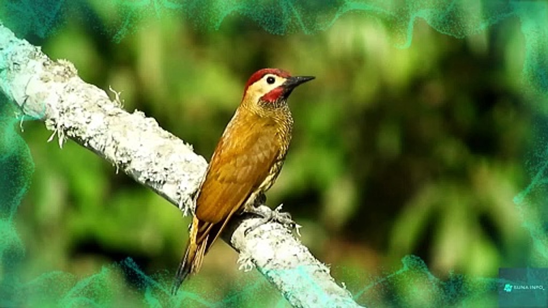 ⁣the most colorful birds on Earth | Stunning Nature | Birds Sounds | Learn Names of Birds