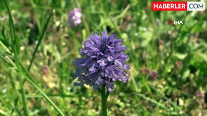 Fındığa ve çaya alternatif oldu: Kilosu bin 500 TL'den satılıyor