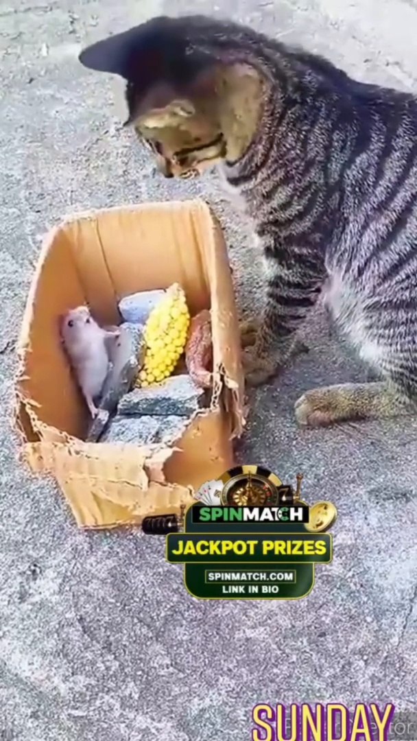 Funny Entertainment video