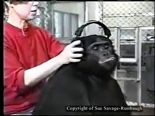 Maymun insanların söylediklerini anlıyor ve cevap veriyor