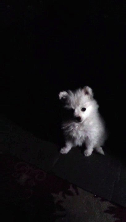 Mili barks