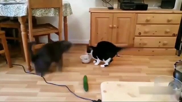 A collection of video that Cats are afraid of cucumber ....Follow -@cat_funny_videos #cat #cats #catlovers #kitty #kitten #cat_funny_videos #cutecat #lovecatsforever