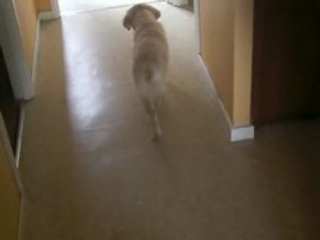 Caline notre golden retriever