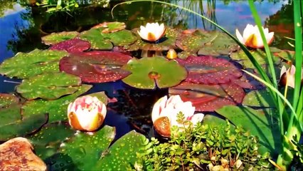 Spring flowers Inspiration of divine love Timelapse - Piano Instrumental Music