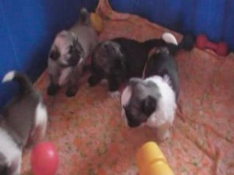 chiot lhassa apso