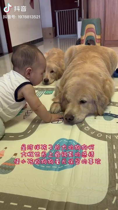 mydearanumals#verybeautiful#dog#loveranimal#2026