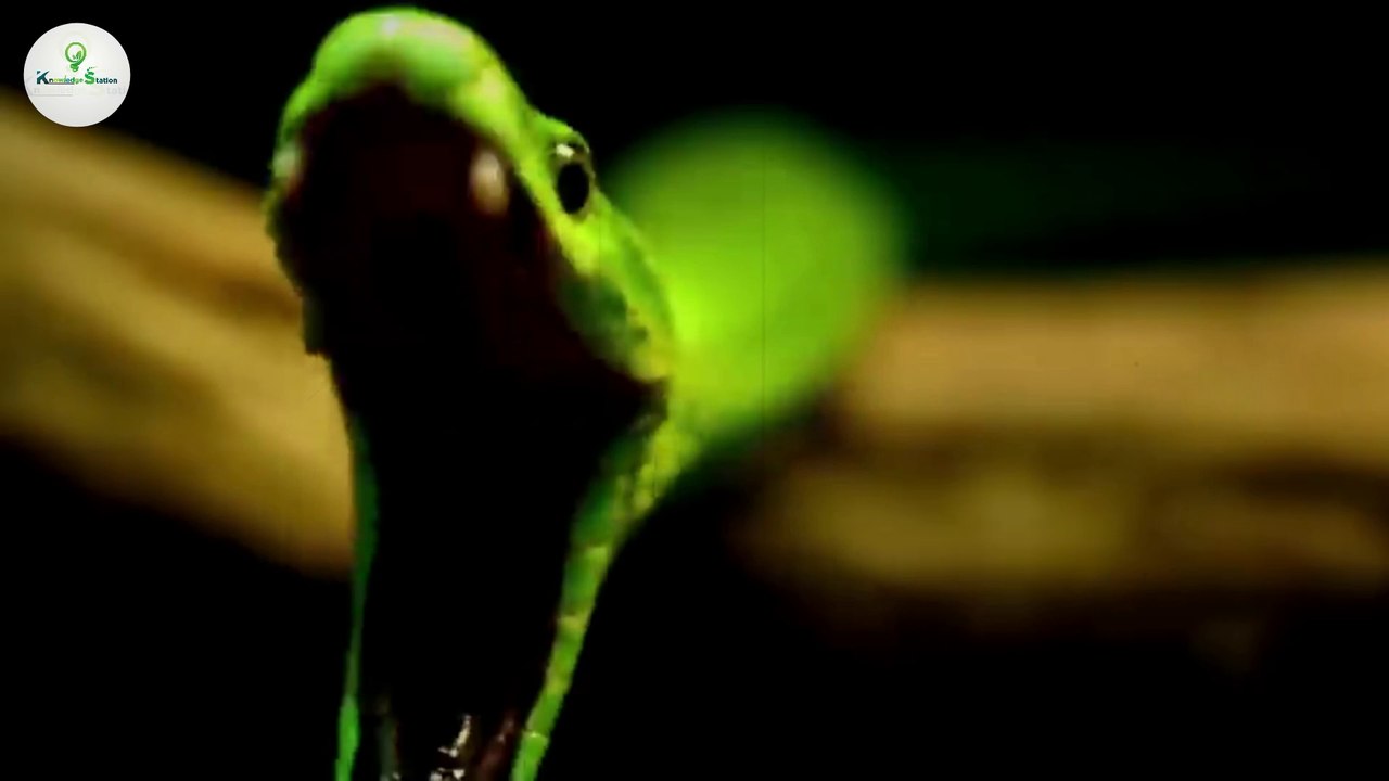 दुनिया के 10 सबसे खतरनाक और जहरीले सांप | Most Venomous Snakes in the World | Most Dangerous Snakes