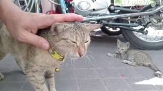 Mom Cat Needed to EAT Food to FEED her Kittens.  cat videos meow purr cat sound