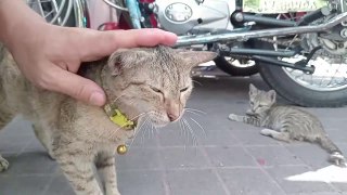 Defend FOOD: Mom Cat Needed to EAT Food to FEED her Kittens.  cat videos meow purr cat sound
