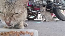Mom will Defend THIS to the end                 cat videos meow purr cat sound