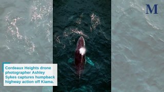 Whale migration caught off Kiama│ Illawarra Mercury│ May 25, 2024