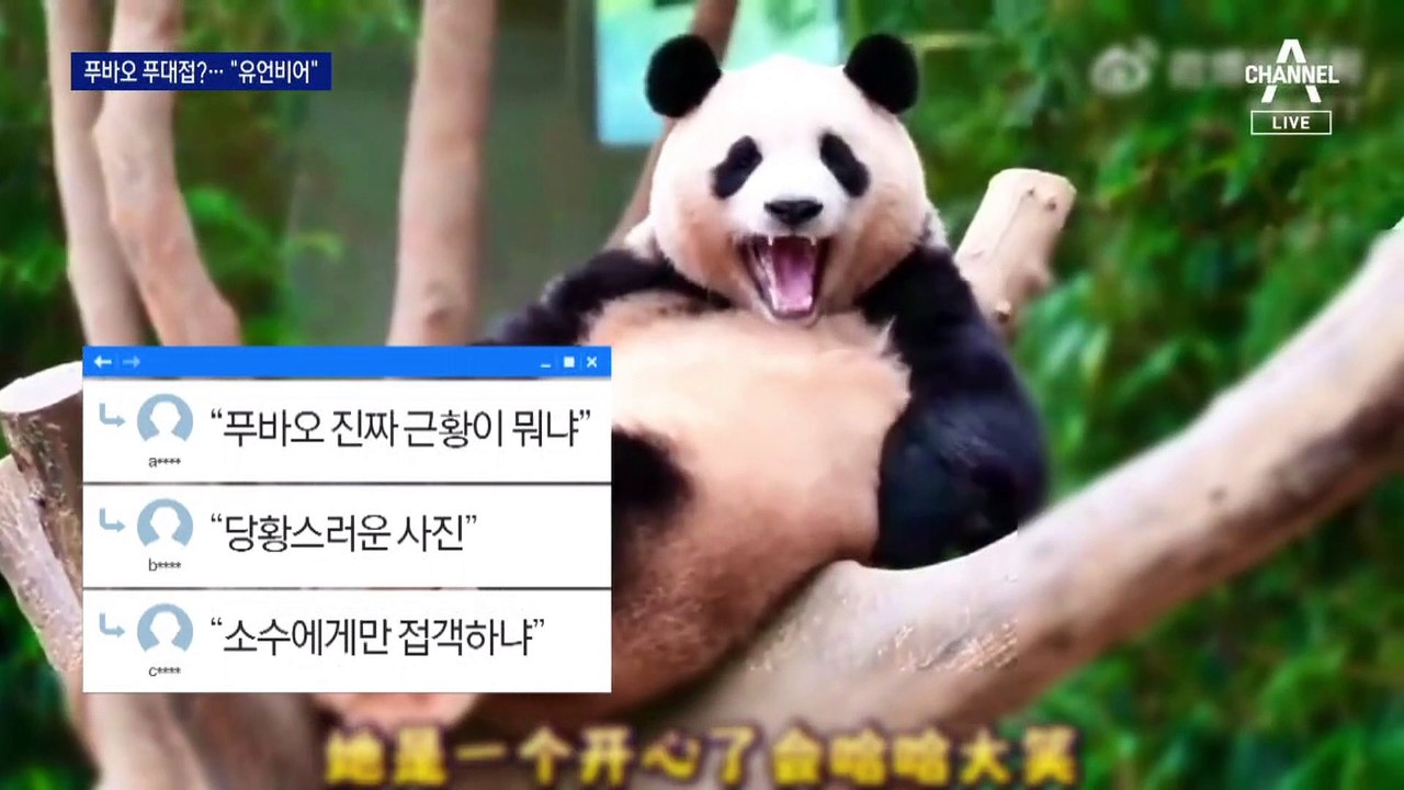 푸바오 ‘열악 대우’ 의혹에…中 당국 “사실 아냐”