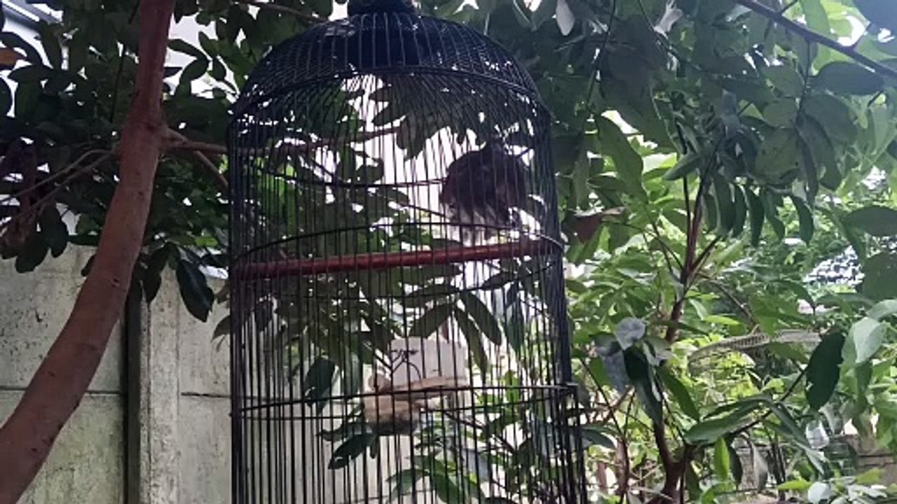 burung pintar