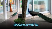 ใครว่าหน้าเซเว่นเจอแต่หมาแมว นี่ไงนูกยูงก็มีนะ...