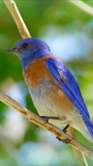 The Most Colorful Birds in the World | Beautiful Birds Sound in the Forest | Scenic Relaxation Film | Relaxing Music