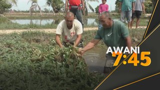 Sawah tenggelam, petani gagal tanam semula padi