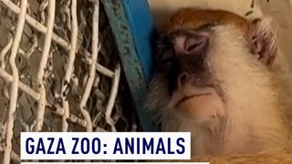 Gaza Zoo: Animals struggle to survive