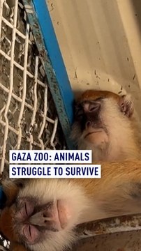 Gaza Zoo: Animals struggle to survive