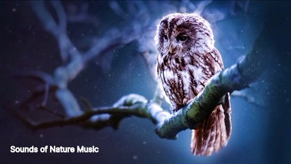 Sad man best music  Sound of Nature Music 