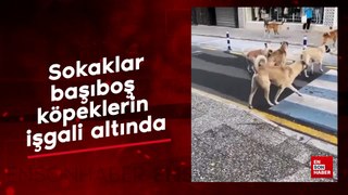 Sokaklar, başıboş köpeklerin işgali altında