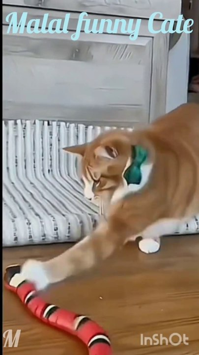 funny Cate video Cate funny video