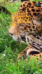 Daily Meat Consumption of Wild Cats