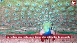 Un ruidoso pavo real no deja dormir a los habitantes de un pueblo